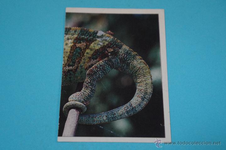 Coleccionismo Cromos antiguos: CROMO DE:ANIMALES SALVAJES,(SIN PEGAR),N&ordm;117,A&Ntilde;O ????,DEL ALBUM,ANIMALES SALVAJES,DE PANINI