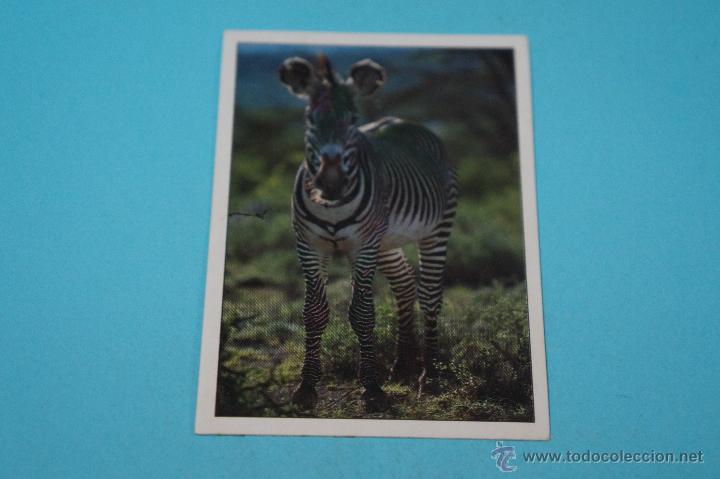 Sammeln alte Sammelbilder: CROMO DE:ANIMALES SALVAJES,(SIN PEGAR),N&ordm;120,A&Ntilde;O ????,DEL ALBUM,ANIMALES SALVAJES,DE PANINI