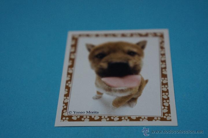 Colecionismo Cromos antigos: CROMO DE:MUNDO CANINO,(SIN PEGAR),N&ordm;74,A&Ntilde;O 2008,DEL ALBUM,MUNDO CANINO,DE PANINI