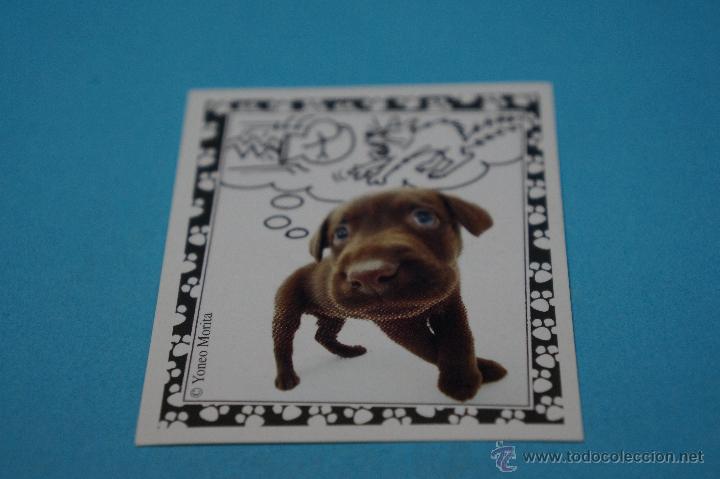 Colecionismo Cromos antigos: CROMO DE:MUNDO CANINO,(SIN PEGAR),N&ordm;75,A&Ntilde;O 2008,DEL ALBUM,MUNDO CANINO,DE PANINI