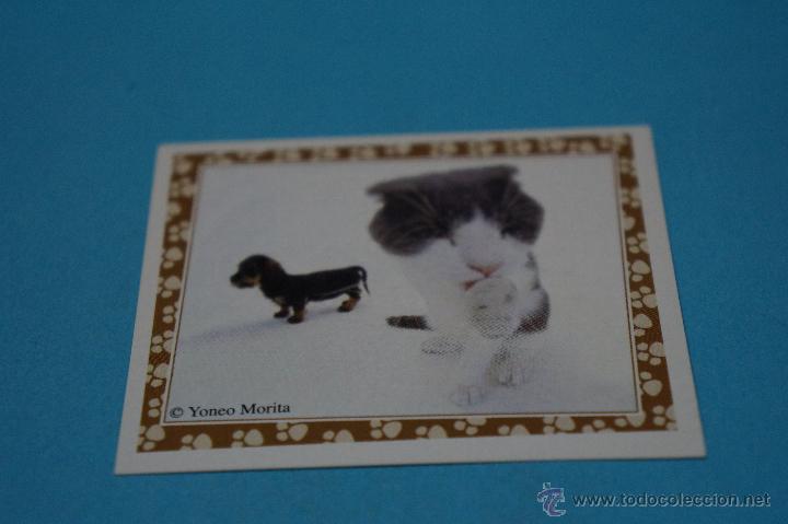 Colecionismo Cromos antigos: CROMO DE:MUNDO CANINO,(SIN PEGAR),N&ordm;76,A&Ntilde;O 2008,DEL ALBUM,MUNDO CANINO,DE PANINI