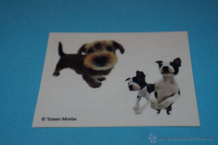 Colecionismo Cromos antigos: CROMO DE:MUNDO CANINO,(SIN PEGAR),N&ordm;79,A&Ntilde;O 2008,DEL ALBUM,MUNDO CANINO,DE PANINI
