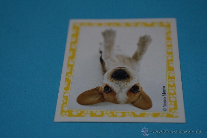 Colecionismo Cromos antigos: CROMO DE:MUNDO CANINO,(SIN PEGAR),N&ordm;85,A&Ntilde;O 2008,DEL ALBUM,MUNDO CANINO,DE PANINI