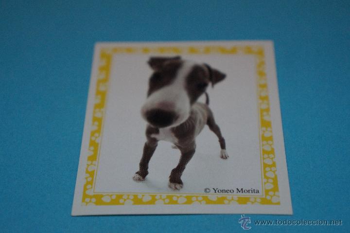 Colecionismo Cromos antigos: CROMO DE:MUNDO CANINO,(SIN PEGAR),N&ordm;86,A&Ntilde;O 2008,DEL ALBUM,MUNDO CANINO,DE PANINI
