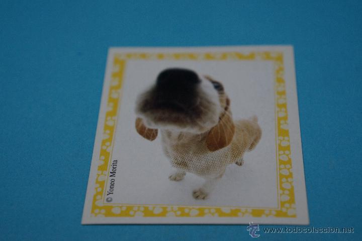 Colecionismo Cromos antigos: CROMO DE:MUNDO CANINO,(SIN PEGAR),N&ordm;87,A&Ntilde;O 2008,DEL ALBUM,MUNDO CANINO,DE PANINI
