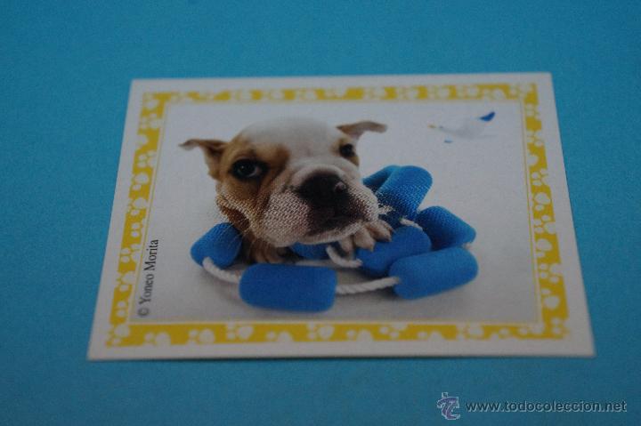 Colecionismo Cromos antigos: CROMO DE:MUNDO CANINO,(SIN PEGAR),N&ordm;90,A&Ntilde;O 2008,DEL ALBUM,MUNDO CANINO,DE PANINI