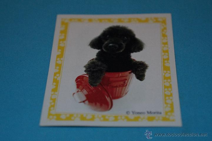 Colecionismo Cromos antigos: CROMO DE:MUNDO CANINO,(SIN PEGAR),N&ordm;91,A&Ntilde;O 2008,DEL ALBUM,MUNDO CANINO,DE PANINI