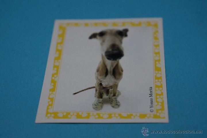 Colecionismo Cromos antigos: CROMO DE:MUNDO CANINO,(SIN PEGAR),N&ordm;92,A&Ntilde;O 2008,DEL ALBUM,MUNDO CANINO,DE PANINI