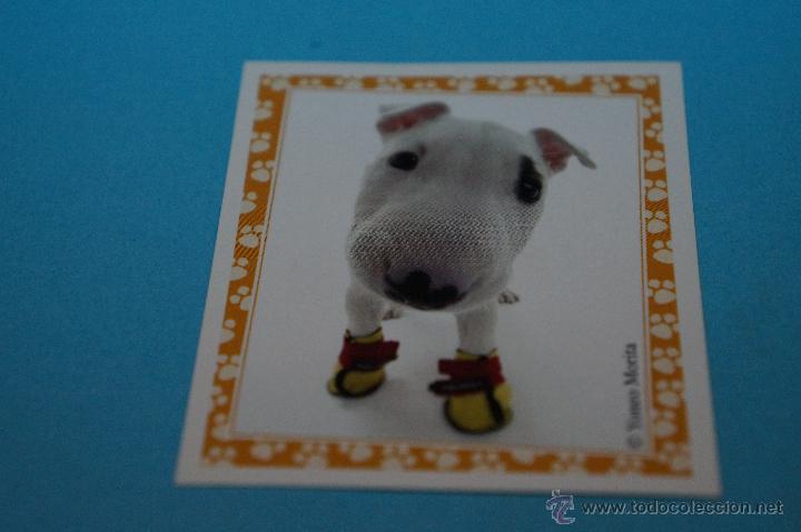 Colecionismo Cromos antigos: CROMO DE:MUNDO CANINO,(SIN PEGAR),N&ordm;93,A&Ntilde;O 2008,DEL ALBUM,MUNDO CANINO,DE PANINI