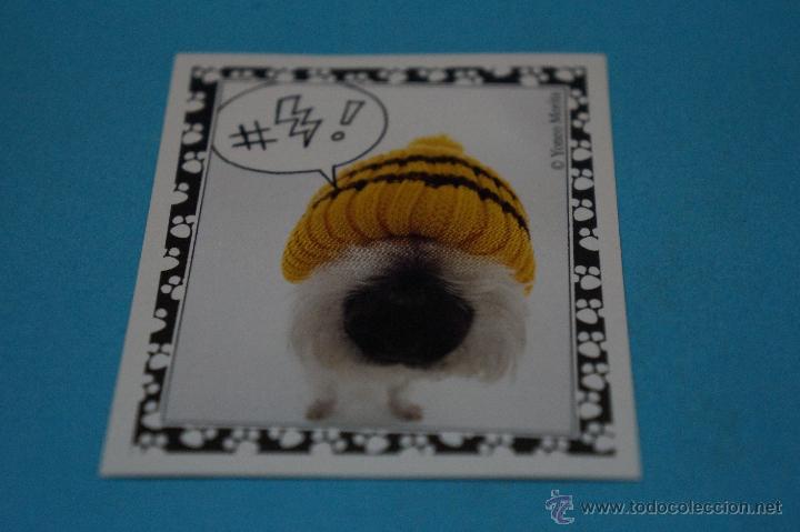 Colecionismo Cromos antigos: CROMO DE:MUNDO CANINO,(SIN PEGAR),N&ordm;94,A&Ntilde;O 2008,DEL ALBUM,MUNDO CANINO,DE PANINI