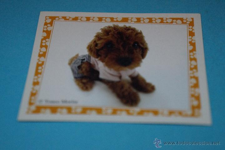 Colecionismo Cromos antigos: CROMO DE:MUNDO CANINO,(SIN PEGAR),N&ordm;95,A&Ntilde;O 2008,DEL ALBUM,MUNDO CANINO,DE PANINI