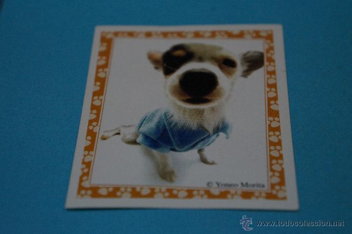 Colecionismo Cromos antigos: CROMO DE:MUNDO CANINO,(SIN PEGAR),N&ordm;96,A&Ntilde;O 2008,DEL ALBUM,MUNDO CANINO,DE PANINI