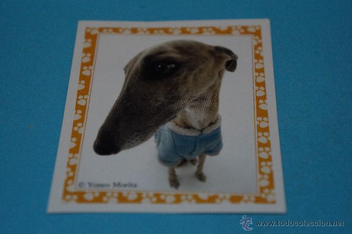 Colecionismo Cromos antigos: CROMO DE:MUNDO CANINO,(SIN PEGAR),N&ordm;97,A&Ntilde;O 2008,DEL ALBUM,MUNDO CANINO,DE PANINI