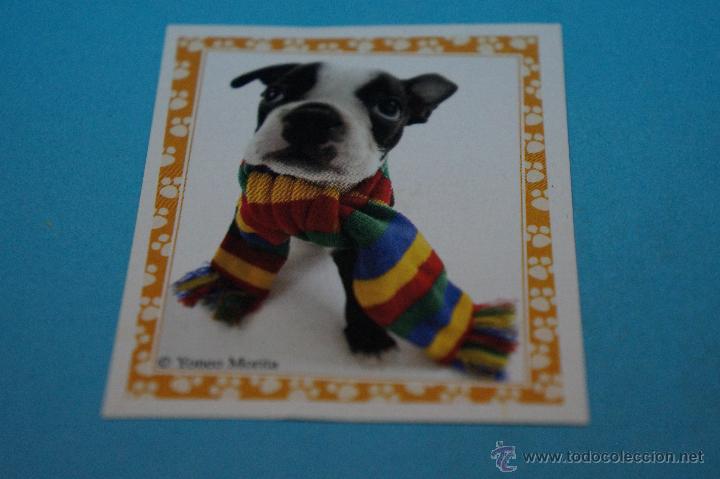 Colecionismo Cromos antigos: CROMO DE:MUNDO CANINO,(SIN PEGAR),N&ordm;98,A&Ntilde;O 2008,DEL ALBUM,MUNDO CANINO,DE PANINI