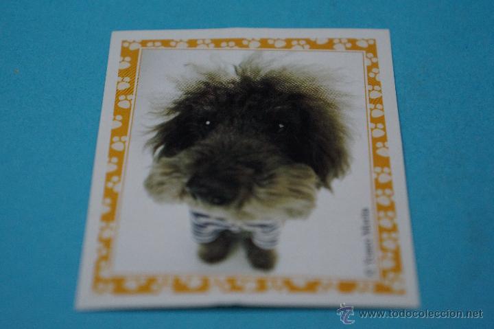 Colecionismo Cromos antigos: CROMO DE:MUNDO CANINO,(SIN PEGAR),N&ordm;101,A&Ntilde;O 2008,DEL ALBUM,MUNDO CANINO,DE PANINI