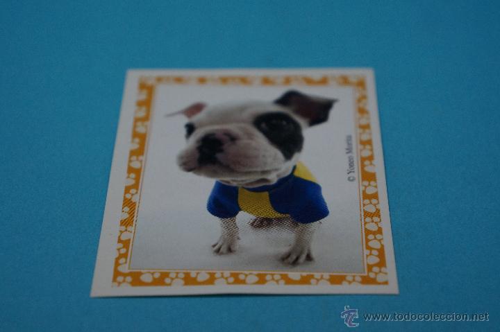 Colecionismo Cromos antigos: CROMO DE:MUNDO CANINO,(SIN PEGAR),N&ordm;103,A&Ntilde;O 2008,DEL ALBUM,MUNDO CANINO,DE PANINI