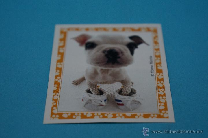 Colecionismo Cromos antigos: CROMO DE:MUNDO CANINO,(SIN PEGAR),N&ordm;104,A&Ntilde;O 2008,DEL ALBUM,MUNDO CANINO,DE PANINI