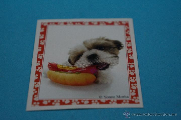 Colecionismo Cromos antigos: CROMO DE:MUNDO CANINO,(SIN PEGAR),N&ordm;110,A&Ntilde;O 2008,DEL ALBUM,MUNDO CANINO,DE PANINI