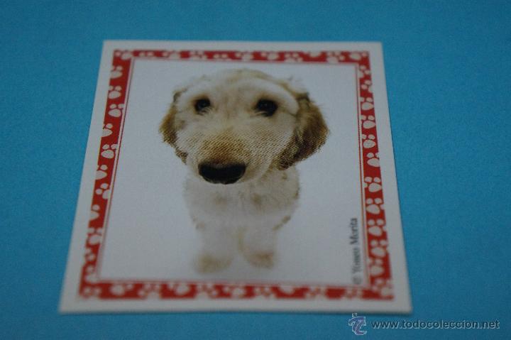Colecionismo Cromos antigos: CROMO DE:MUNDO CANINO,(SIN PEGAR),N&ordm;112,A&Ntilde;O 2008,DEL ALBUM,MUNDO CANINO,DE PANINI