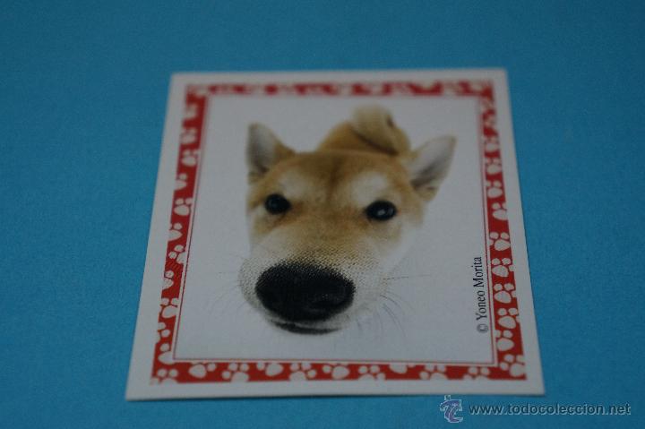 Colecionismo Cromos antigos: CROMO DE:MUNDO CANINO,(SIN PEGAR),N&ordm;113,A&Ntilde;O 2008,DEL ALBUM,MUNDO CANINO,DE PANINI