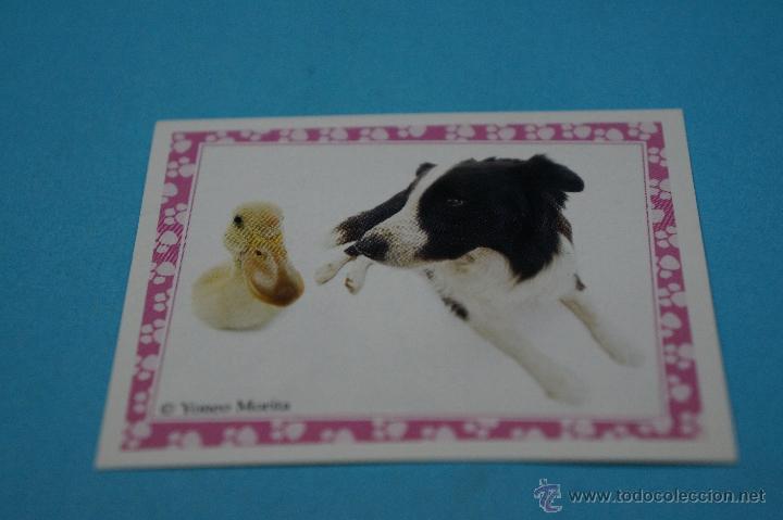 Colecionismo Cromos antigos: CROMO DE:MUNDO CANINO,(SIN PEGAR),N&ordm;119,A&Ntilde;O 2008,DEL ALBUM,MUNDO CANINO,DE PANINI