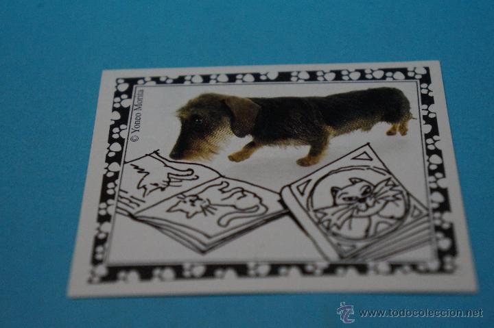Colecionismo Cromos antigos: CROMO DE:MUNDO CANINO,(SIN PEGAR),N&ordm;122,A&Ntilde;O 2008,DEL ALBUM,MUNDO CANINO,DE PANINI