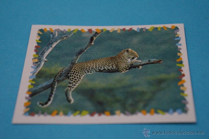 Sammeln alte Sammelbilder: CROMO DE:ANIMALES DISNEY,(SIN PEGAR),N&ordm;81,A&Ntilde;O ????,DEL ALBUM,ANIMALES DISNEY,DE PANINI