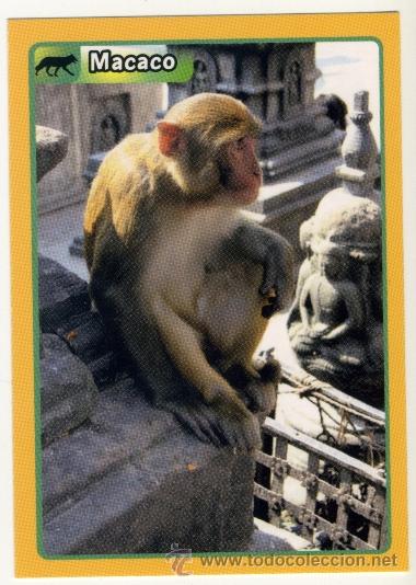 Coleccionismo cromos antiguos: CROMO ANIMALES 2013 N&ordm; 359 - PANINI - MACACO - Foto 1