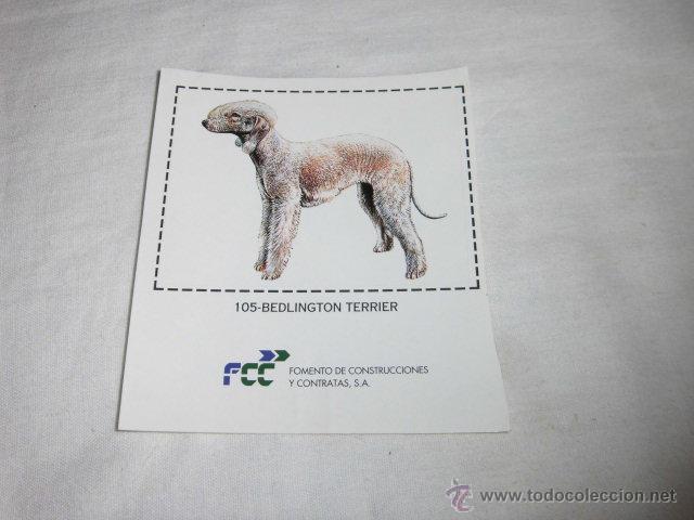 Colecionismo Cromos antigos: CROMO N&ordm; 105.-BEDLINGTON TERRIER ALBUM CIUDADANO CAN