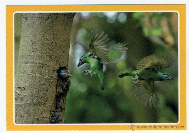 Coleccionismo cromos antiguos: CROMO ANIMALES 2013 N&ordm; 448 - PANINI - - Foto 1