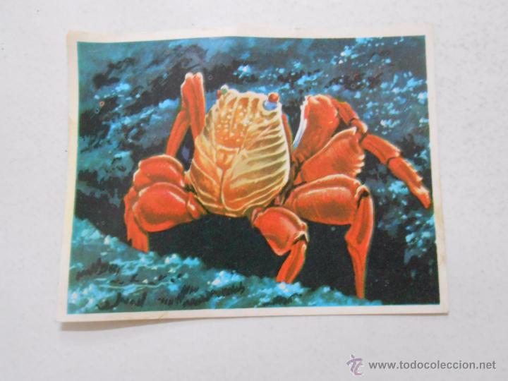 Coleccionismo Cromos antiguos: CROMO AMERICA Y SUS HABITANTES N&ordm; 252. TDKP3