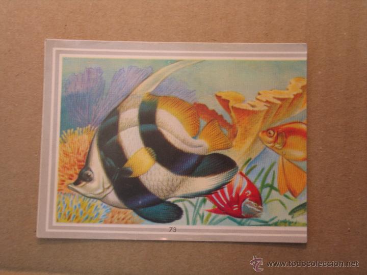 Coleccionismo cromos antiguos: animales 73 - Foto 1