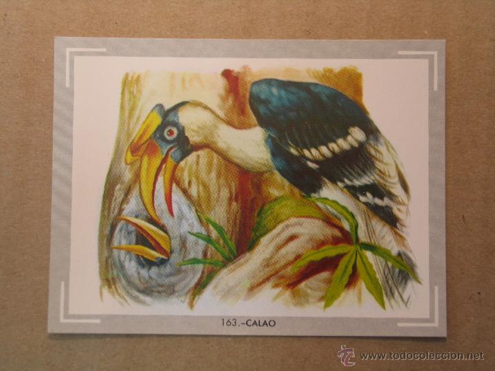 Coleccionismo cromos antiguos: animales 163 - Foto 1