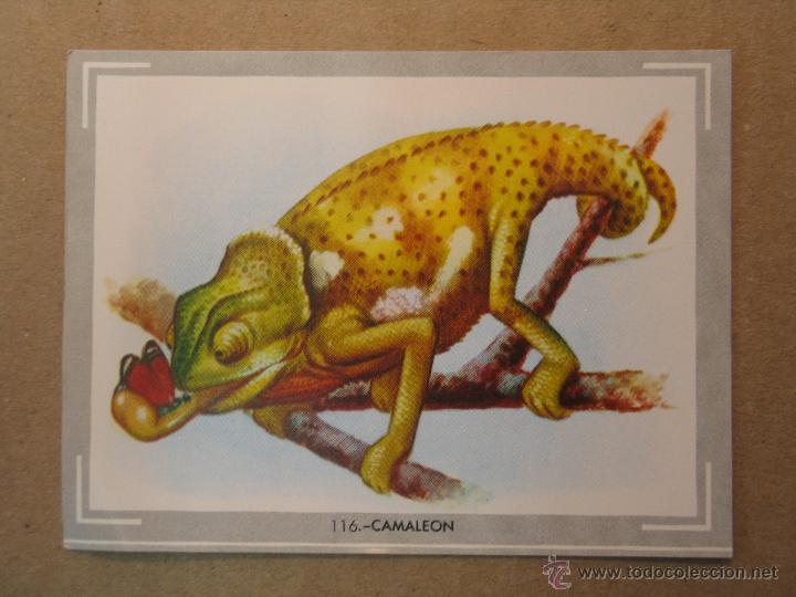 Coleccionismo cromos antiguos: animales 116 - Foto 1