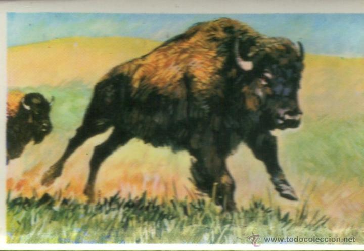 Coleccionismo cromos antiguos: RUMBO AL OESTE - CROMO N&ordm; 26 - EL BISONTE - COMIC-ROMO - NUNCA PEGADO. - Foto 1