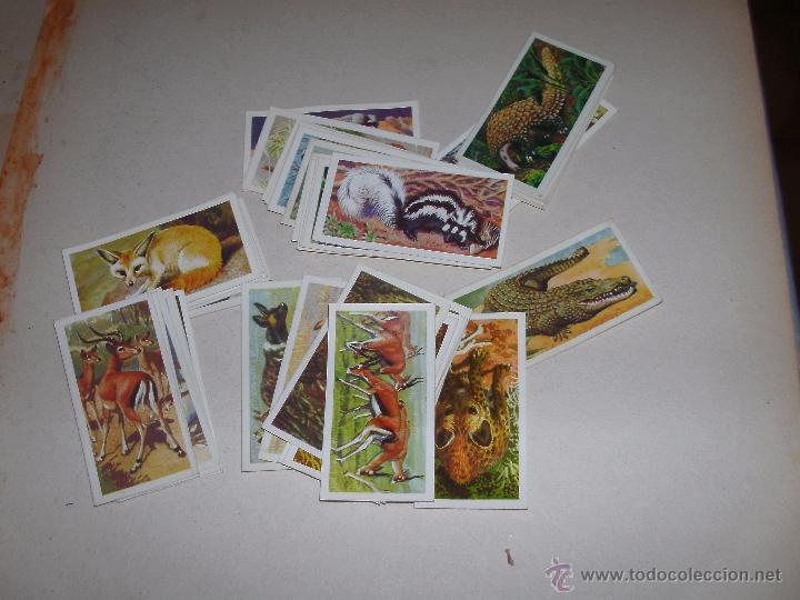 Coleccionismo cromos antiguos: CROMOS INGLESES - LOTE - - Foto 1