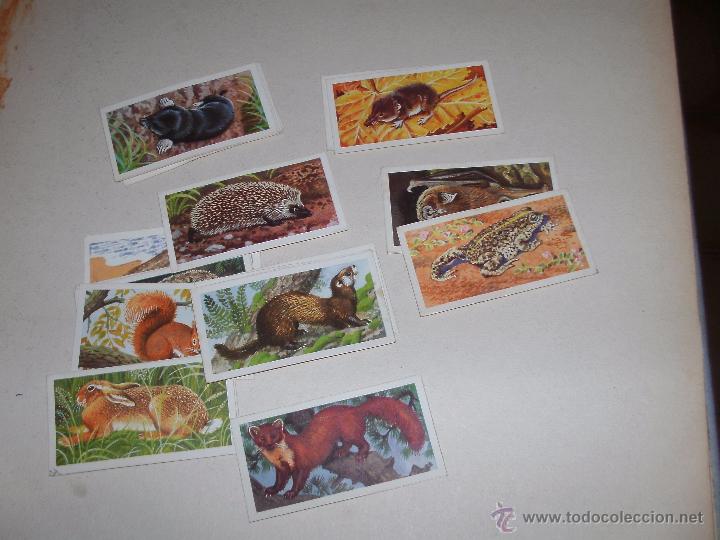 Coleccionismo cromos antiguos: CROMOS INGLESES - LOTE - - Foto 1