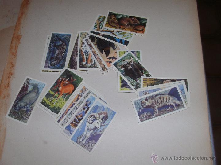 Coleccionismo cromos antiguos: CROMOS INGLESES - LOTE - - Foto 1