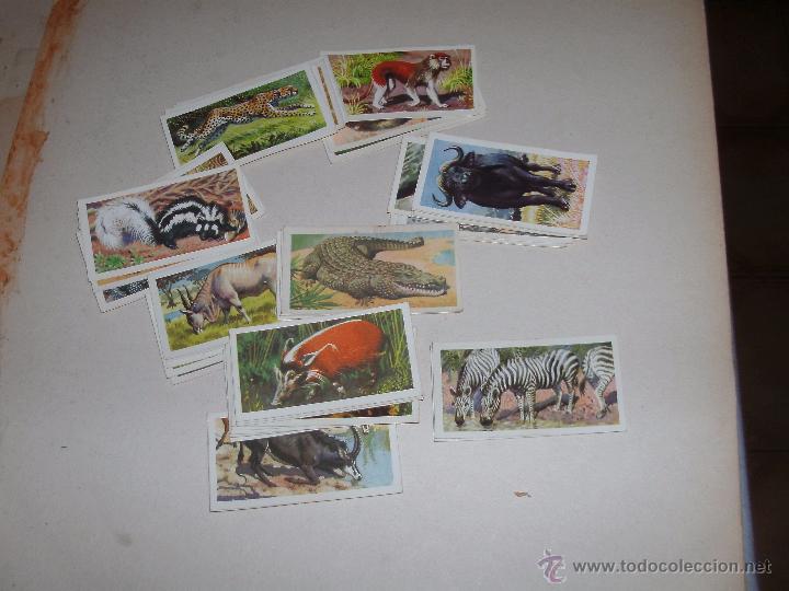Coleccionismo cromos antiguos: CROMOS INGLESES - LOTE - - Foto 1