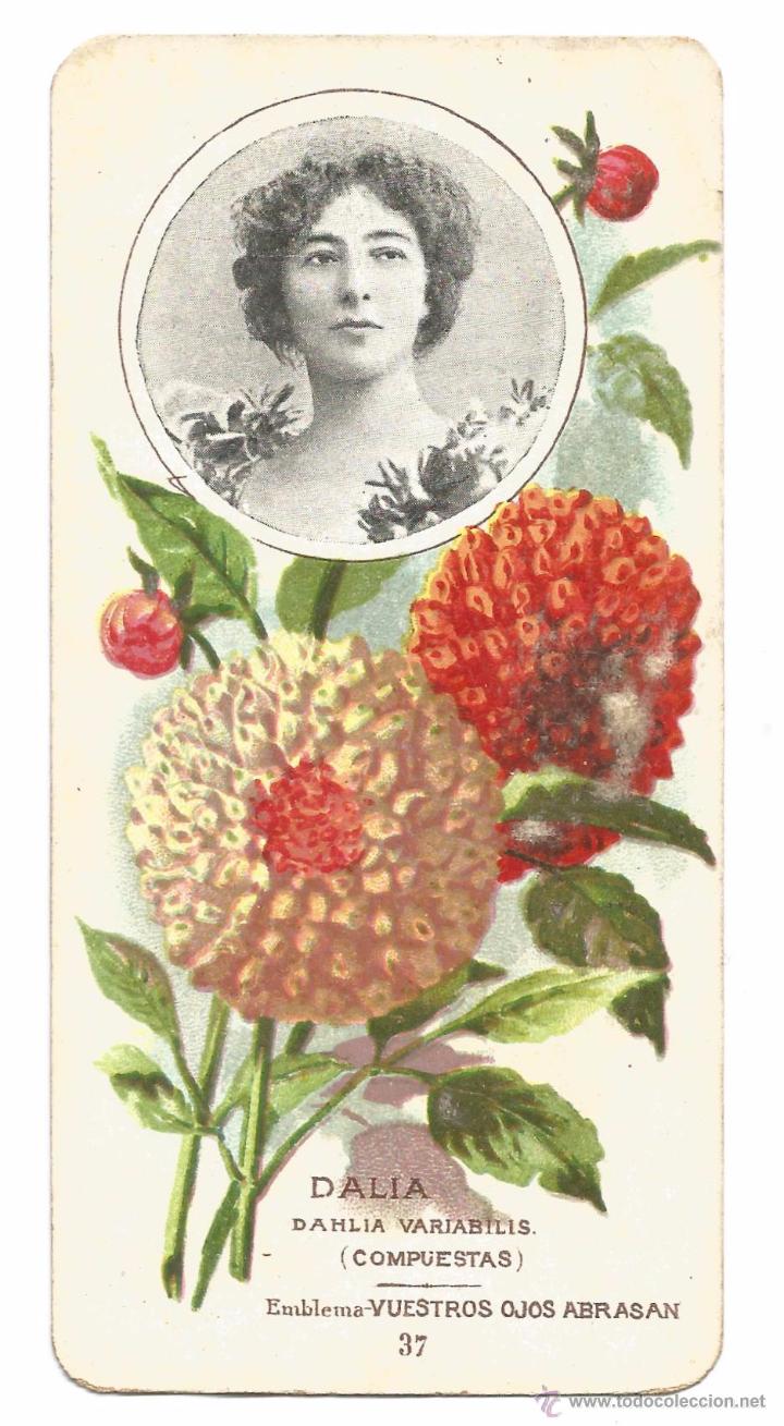 Coleccionismo cromos antiguos: CROMO CHOCOLATES MONCAU .- N&ordm; 37 .- DALIA .- DAHLIA VARIABILIS