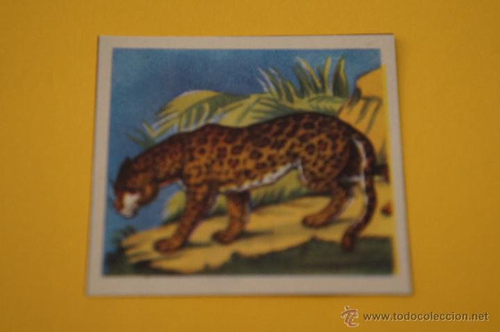 Collectionnisme Cartes &agrave; collectionner anciennes: CROMO DE PANTERA SIN PEGAR N&ordm; 7 ENCICLOPEDIA CULTURAL DE CHICOS A&Ntilde;OS 40