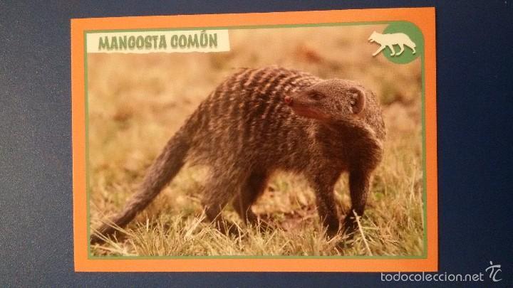 Coleccionismo cromos antiguos: Cromo coleccion ANIMALES 2012 de Panini N&deg;059 - Foto 1