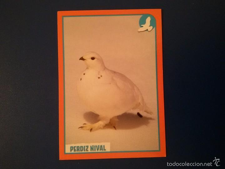 Coleccionismo cromos antiguos: Cromo coleccion ANIMALES 2012 de Panini N&deg;033 - Foto 1