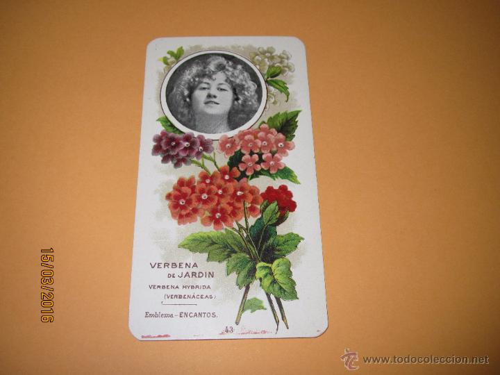 Coleccionismo cromos antiguos: Cromolitografia n&ordm; 43 VERBENA DE JARDIN *El Emblema de las Flores* Publicidad de Calzado - A&ntilde;o 1920s