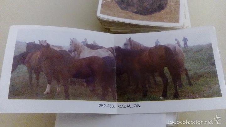 Coleccionismo cromos antiguos: 400 cromos de animales - Foto 4
