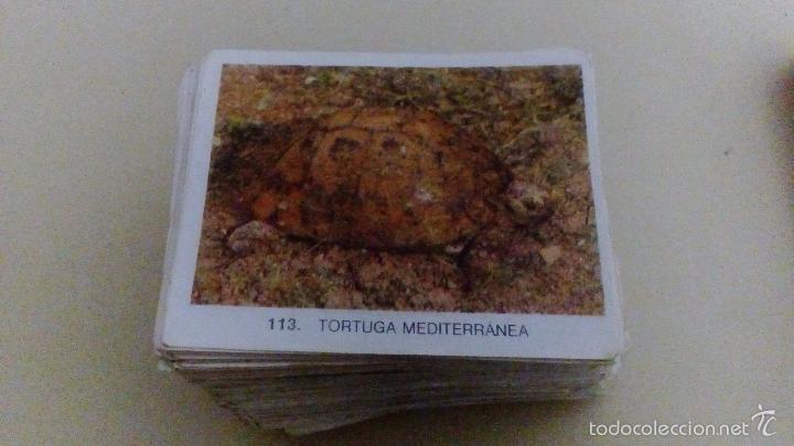 Coleccionismo cromos antiguos: 400 cromos de animales - Foto 5