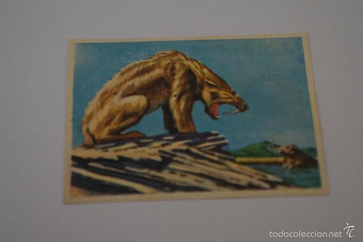 Coleccionismo Cromos antiguos: CROMO DE:DIENTES DE SABLE,(DESPEGADO),N&ordm; 208,A&Ntilde;O 1963,DEL ALBUM,CONOCIMIENTOS UNIVERSALES,DE BIMBO