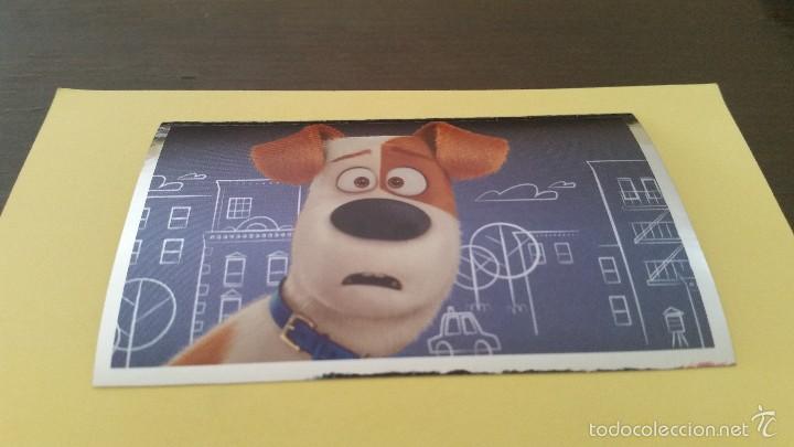 Coleccionismo cromos antiguos: CROMO MASCOTAS (PANINI 2016) - N&ordm; 115 - Foto 1