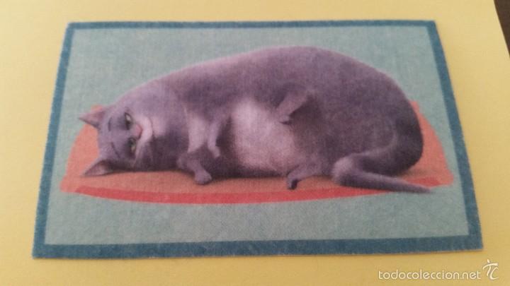 Coleccionismo cromos antiguos: CROMO MASCOTAS (PANINI 2016) - N&ordm; 30 - Foto 1