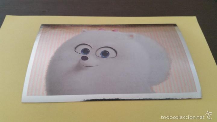 Coleccionismo cromos antiguos: CROMO MASCOTAS (PANINI 2016) - N&ordm; 19 - Foto 1
